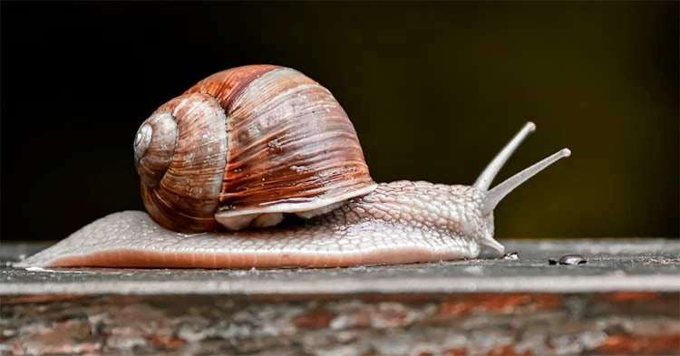 Qu’est-ce que la bave d’escargot et pourquoi l’utiliser ?