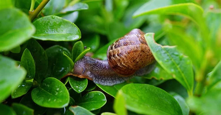 Comment extrait-on la bave d’escargot ? Méthode de collecte de la bave